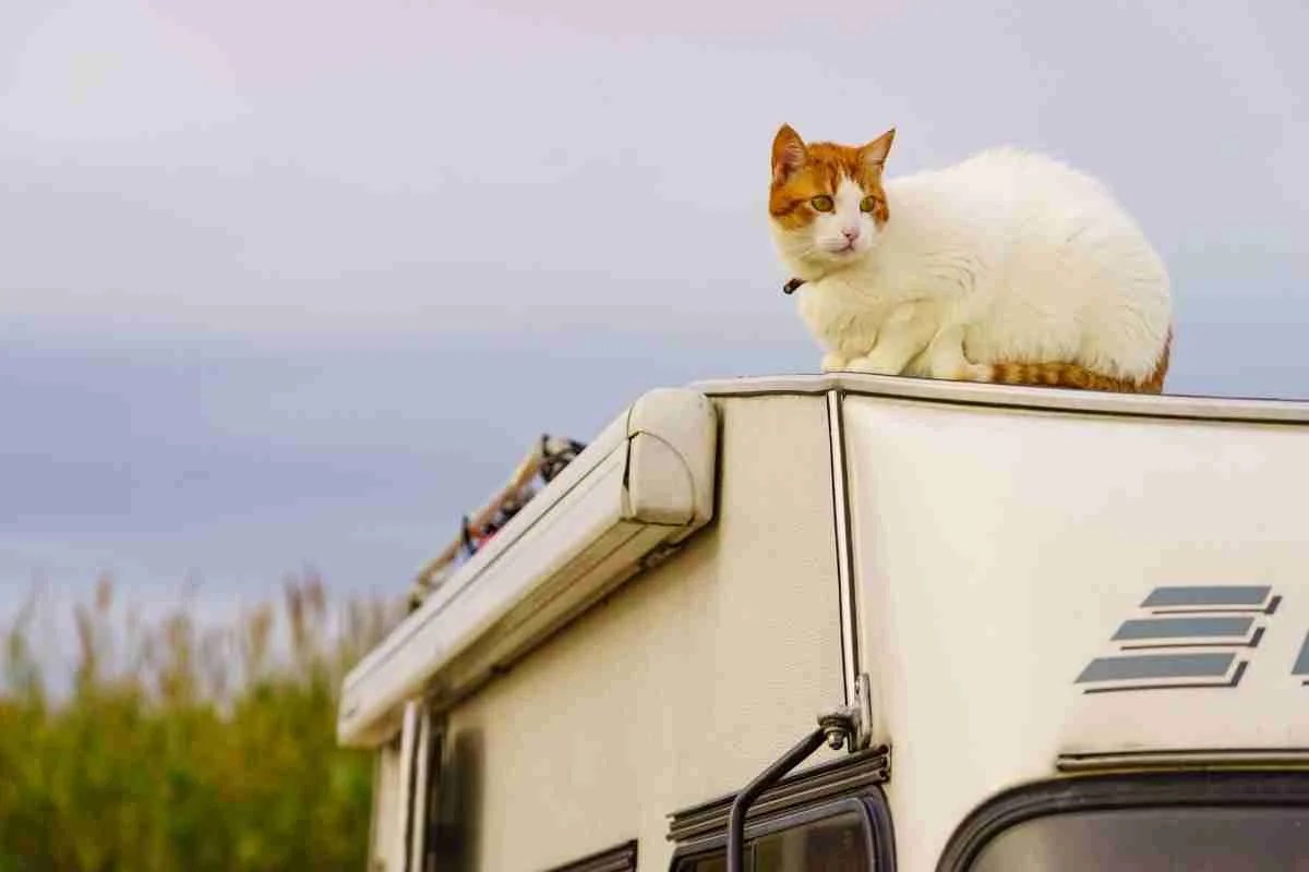 15 Tips For Traveling With Cats In An RV Pets Travelog
