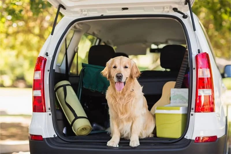 Why Do Dogs Whine or Cry in the Car? 3 Main Reasons, Symptoms, and What