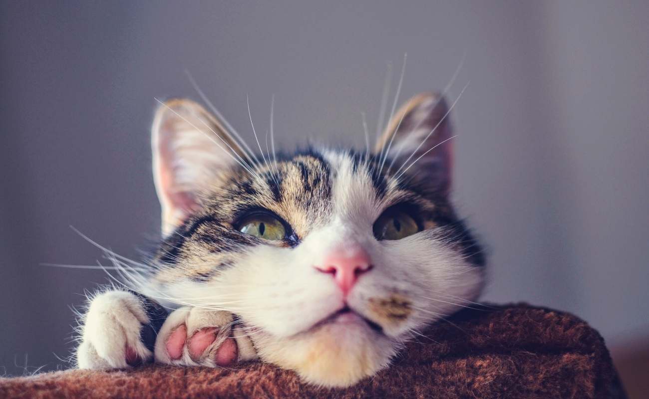 Why Is My Cat Panting and What To Do? PetStruggles
