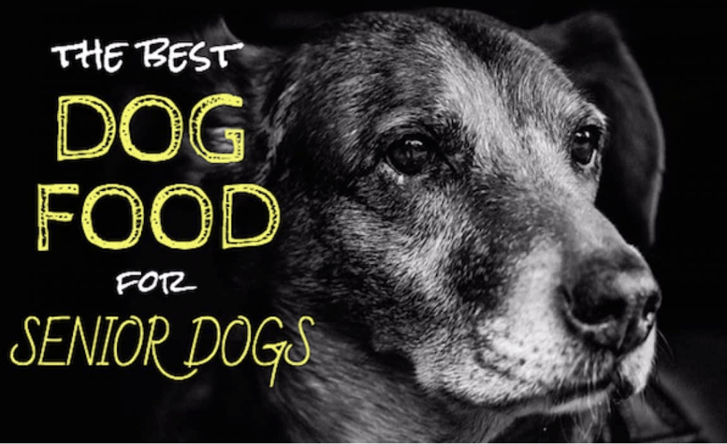 Do Older Dogs Need Less Food