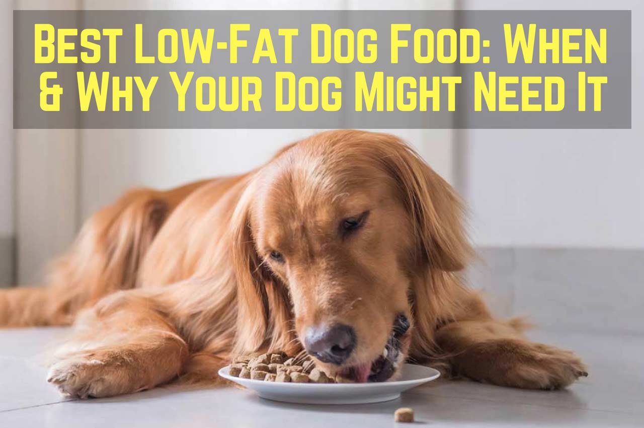 Best Low Fat Dog Food For Weight Management On 2021