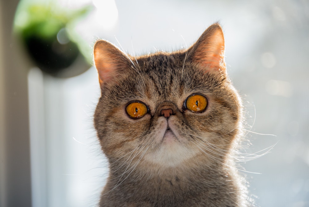Exotic Cat Breed Information, Pictures, Characteristics, Facts And