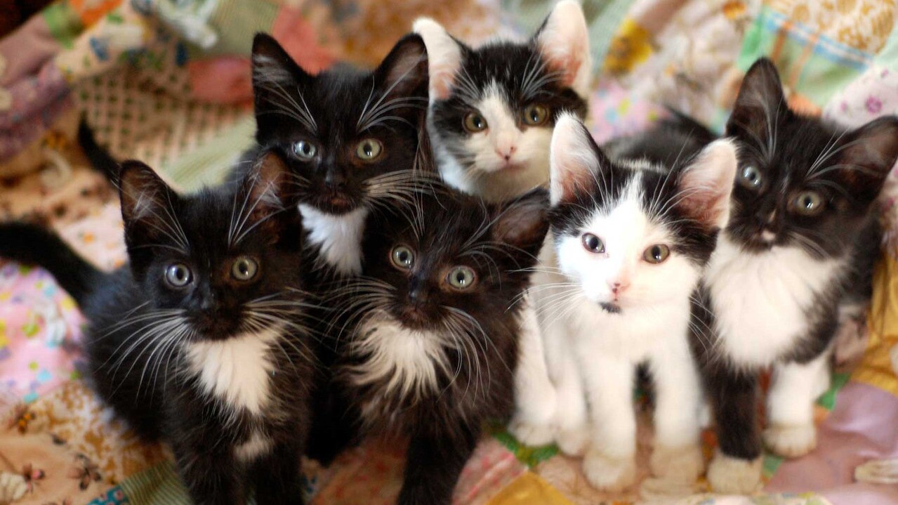 27 Incredibly Cute Name Ideas For Your Kitten