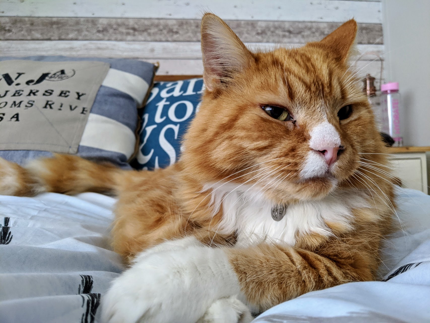 Best Orange Cat Names For Your Sweet Feline