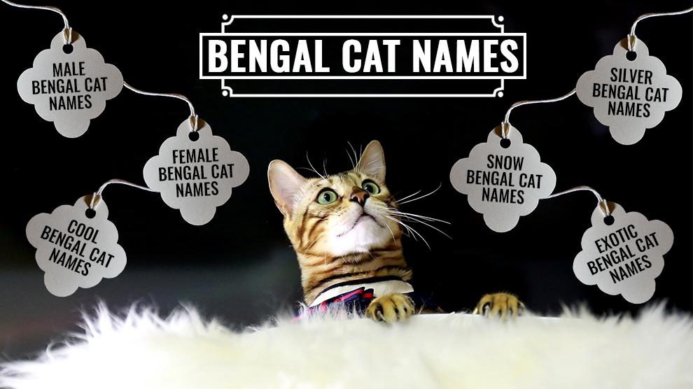 Bengal Cat Names Naming Ideas For Your Male Or Female Felines