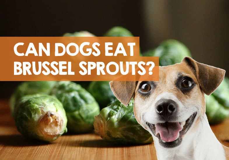Can Dogs Eat Brussels Sprouts? What You Need To Know