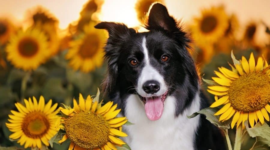Can Dogs Eat Sunflower Seeds? Benefits And Side Effects