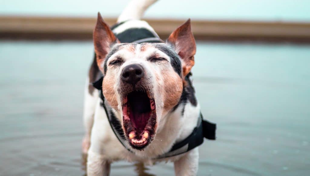 Why Is My Dog Heaving? Pets Tutorial