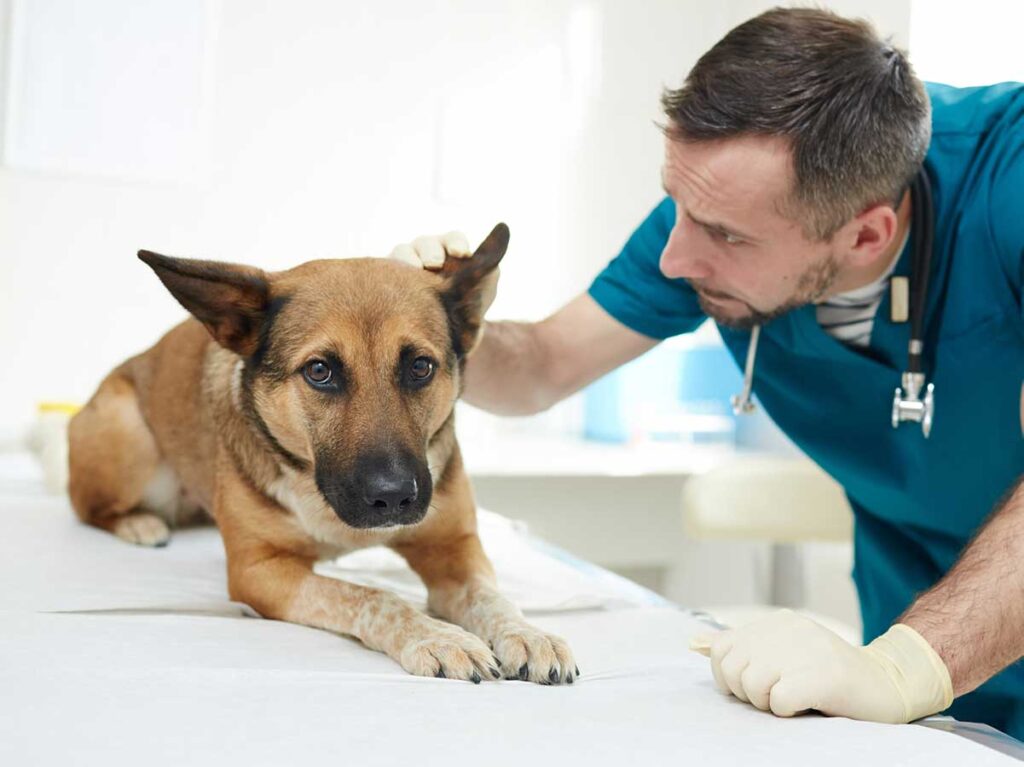 Why Does My Dog Walk In Circles When He Stops To Bark?