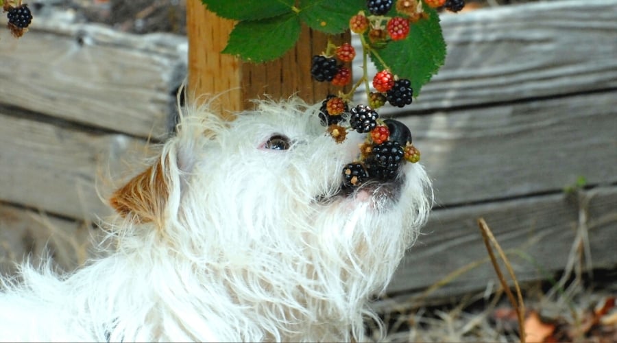 Can A Dog Have An Appetite For Blackberries?