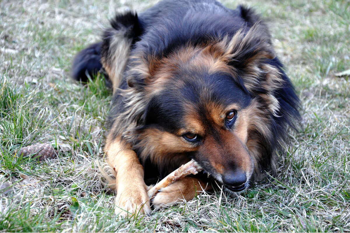 Can Dogs Eat Chicken Bones?