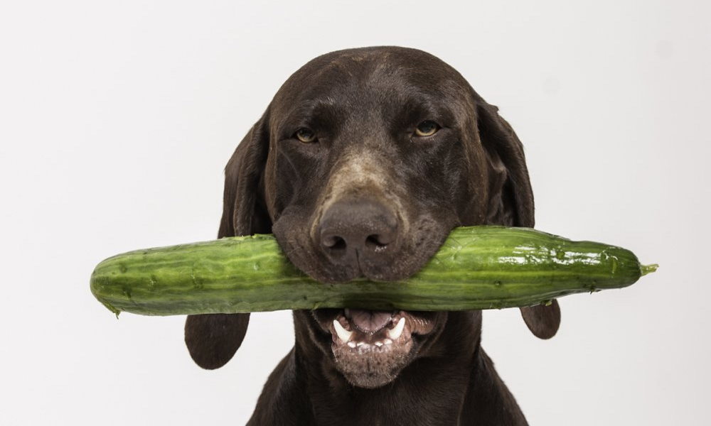Can Dog Eat Cucumber? (Really… Can He?)