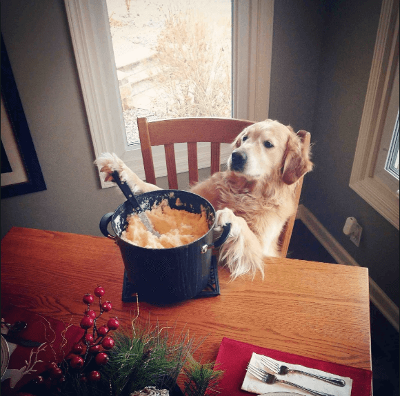 Can Dogs Eat Mashed Potatoes?