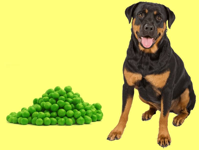 Can Dog Eat Peas? A Short Guide On The Dog’s Nutrition