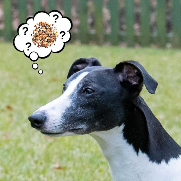 Can Dogs Eat Sesame Seeds? jpg (634x634)