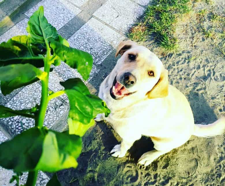 How To Tell If A Dog Can Eat Spinach