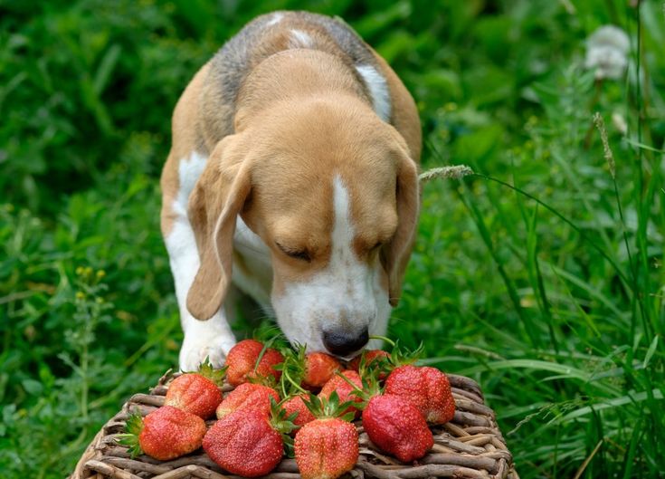 Can Dogs Eat Strawberries? (Really!)