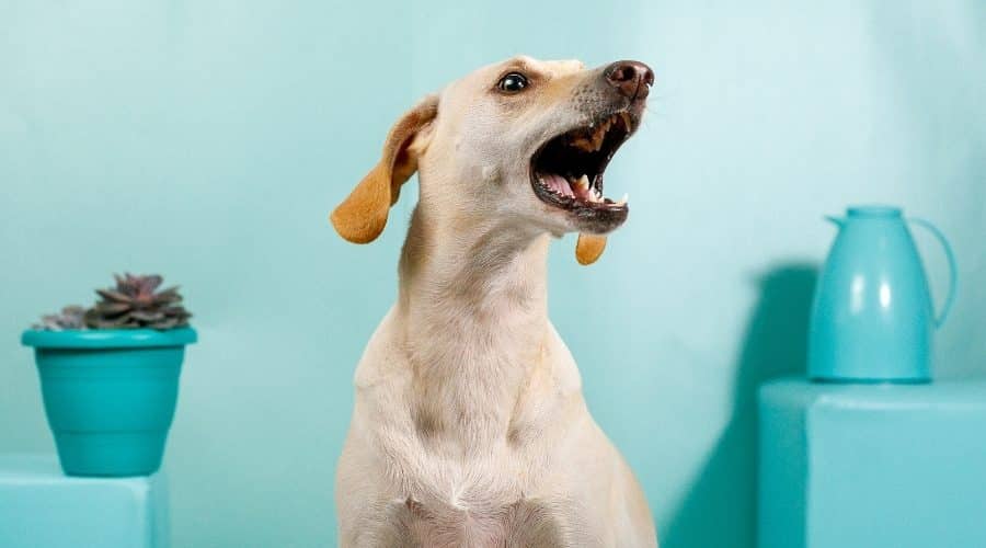 Why Does My Dog Bark At Nothing?