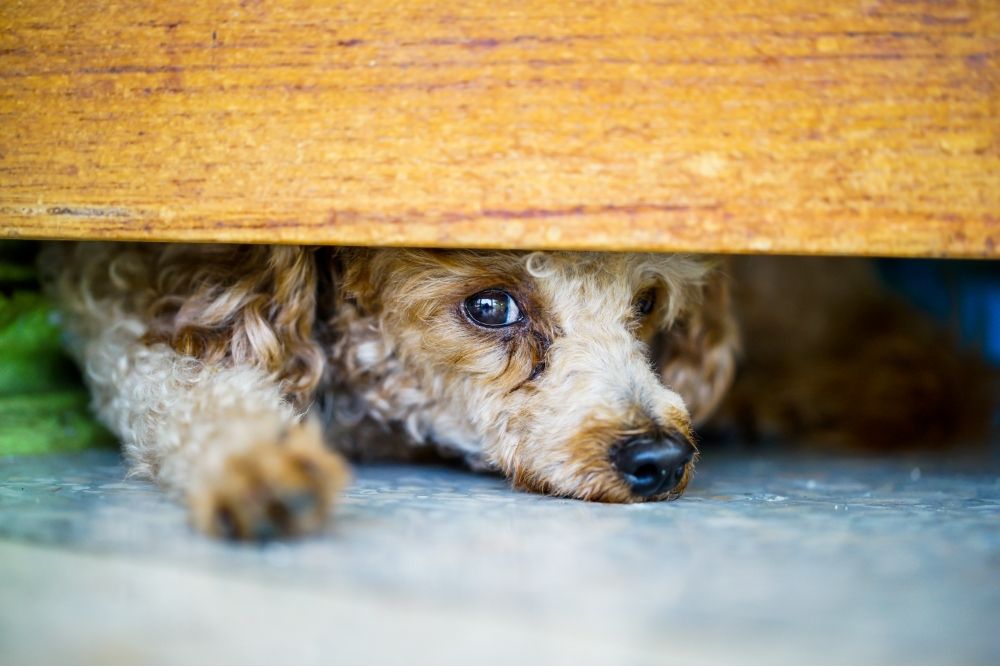 Why My Dog Hide Under The Bed? And 6 Reasons Why They Do That