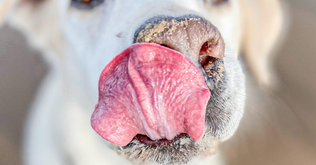 Why Does My Dog Lick Her Butt? (Really…)