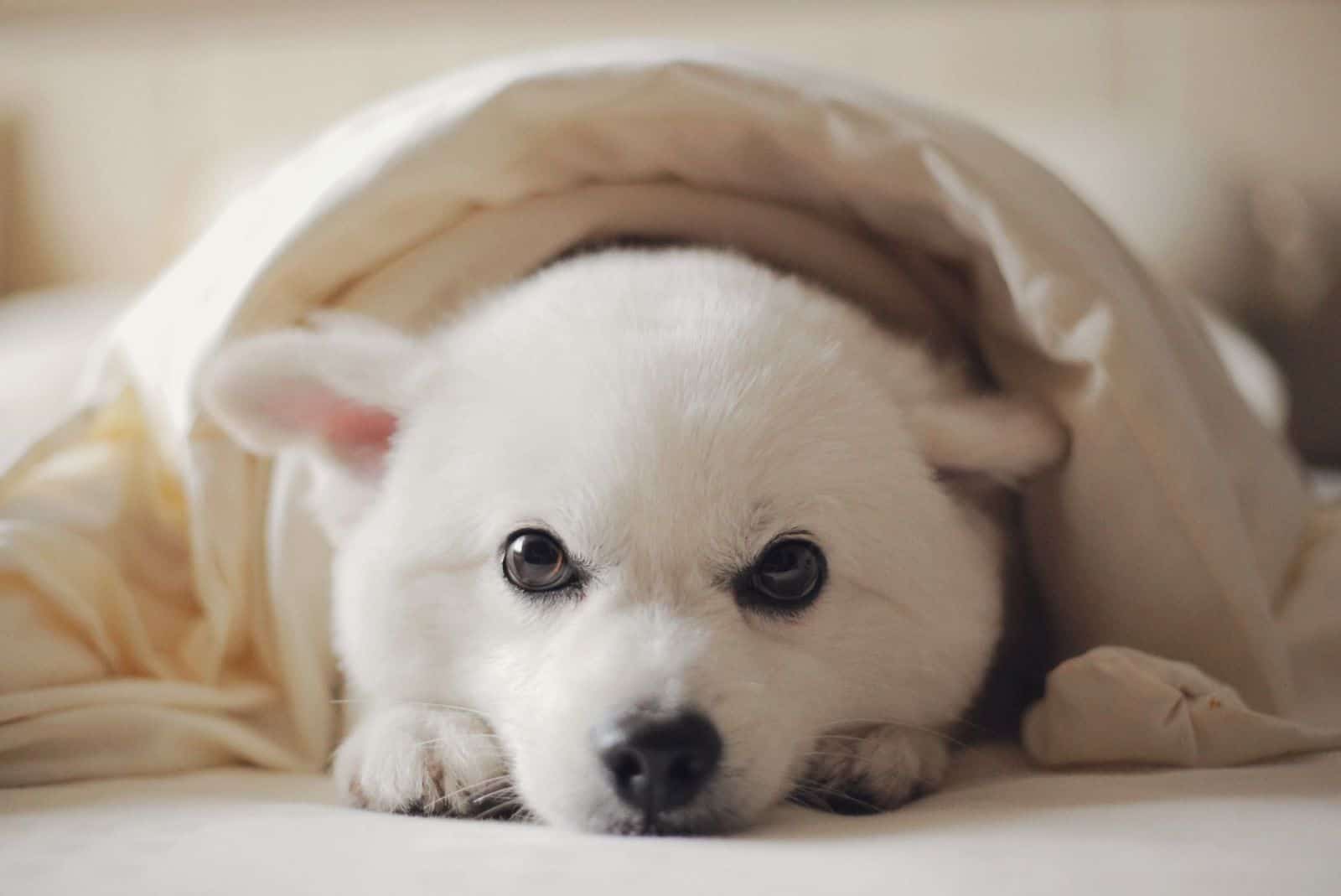 Why Does My Dog Like To Sleep Under The Covers?