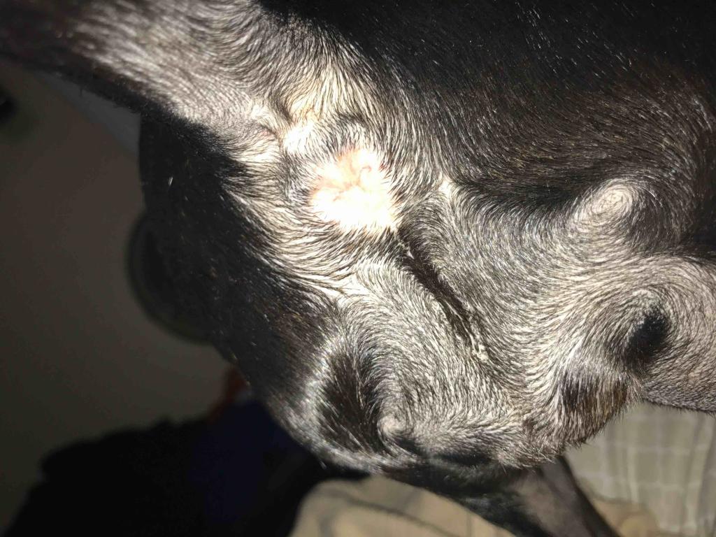 Why Is My Dog Licking Her Butt?