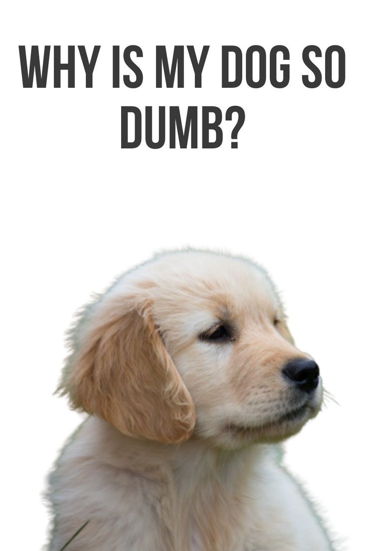 Why Is My Dog Dumb? Pets Tutorial