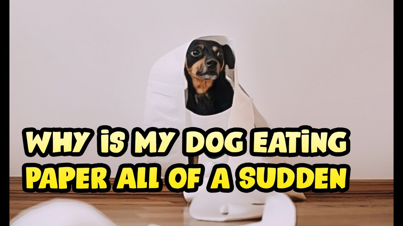 Why Is My Dog Eating Paper All Of A Sudden? Pets Tutorial