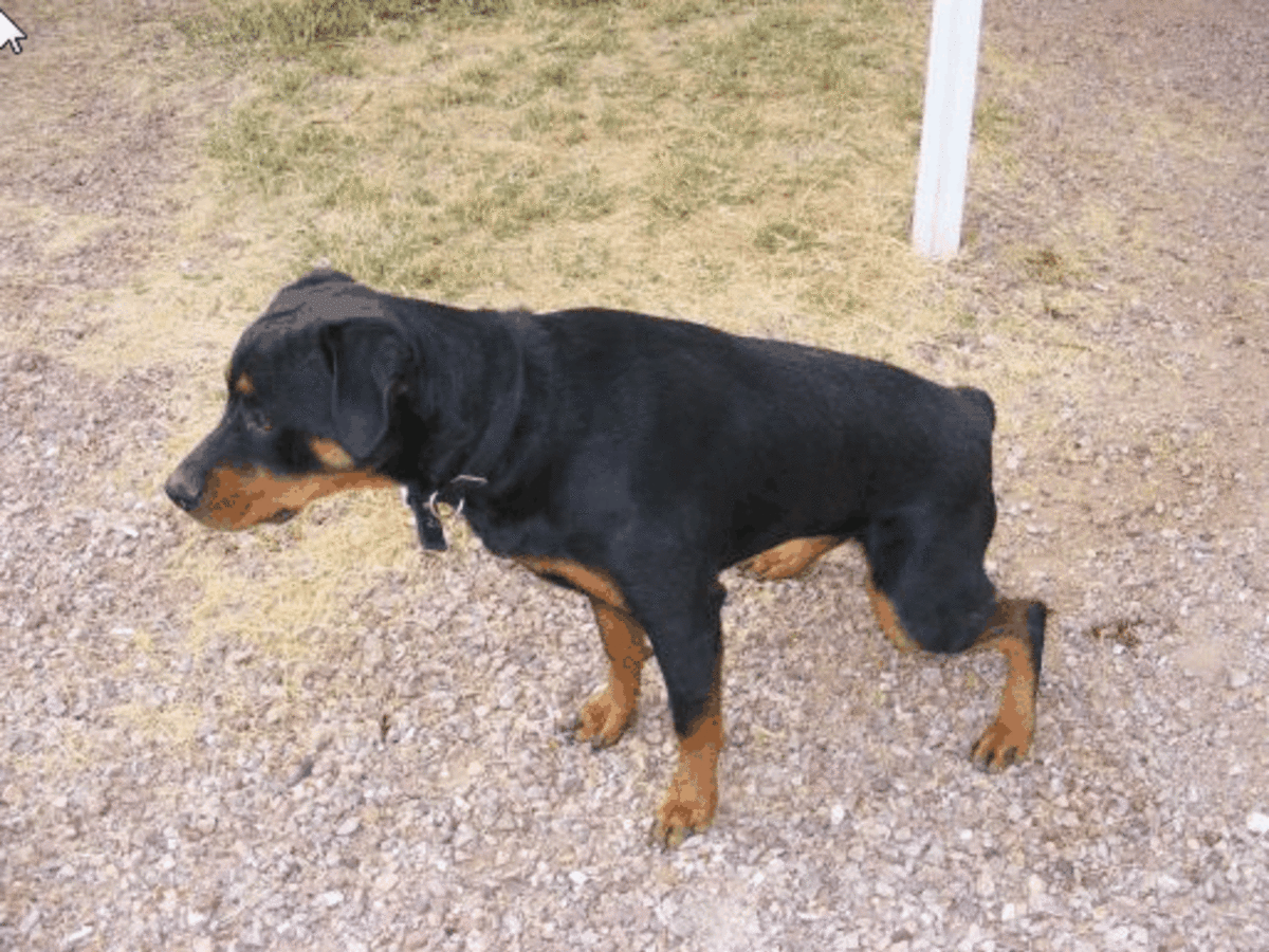 Why Is My Dog Having Accidents? Pets Tutorial