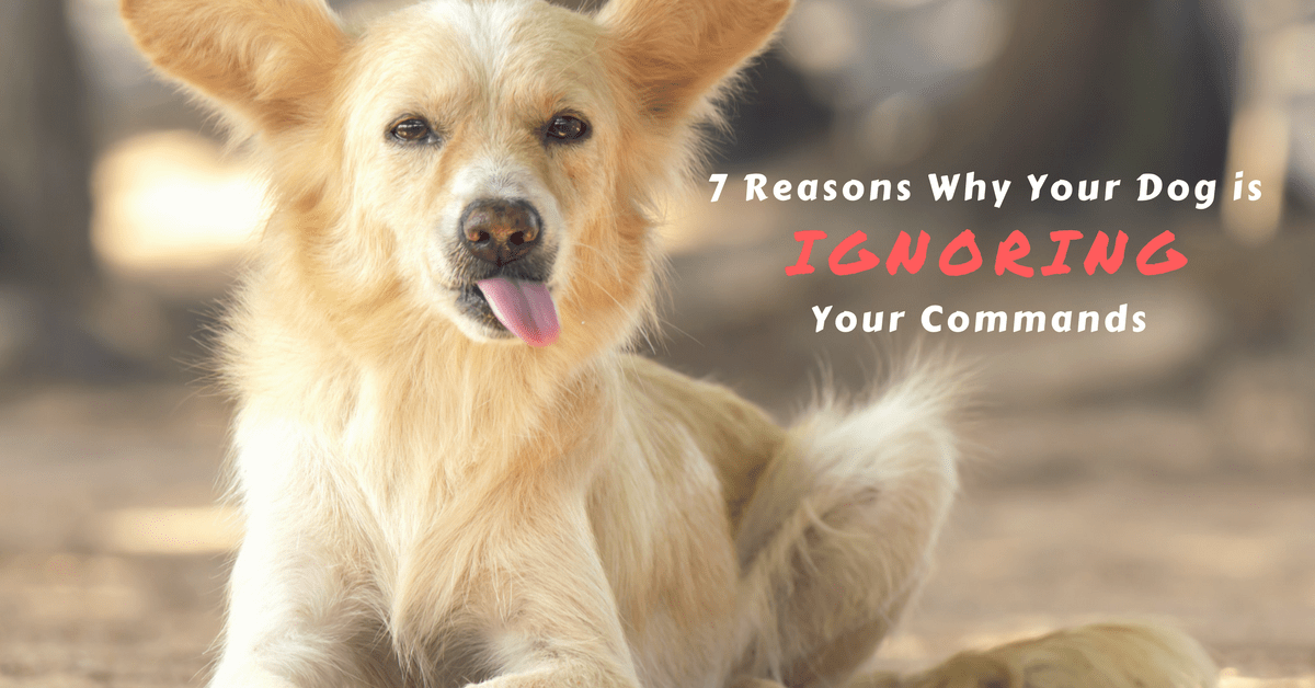 Why Is My Dog Not Listening To Me? Pets Tutorial