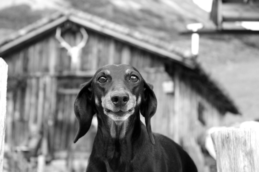 2 Reasons Why My Dog Burp In My Face.