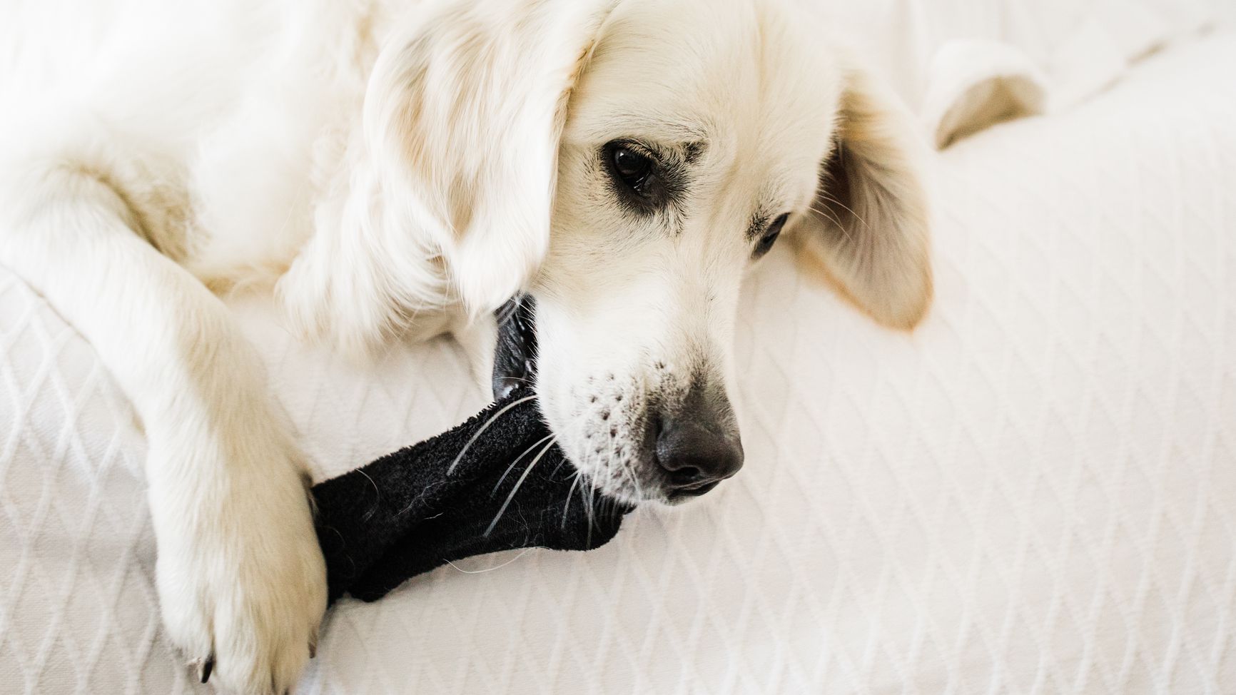 Why Does My Dog Chew My Underwear?