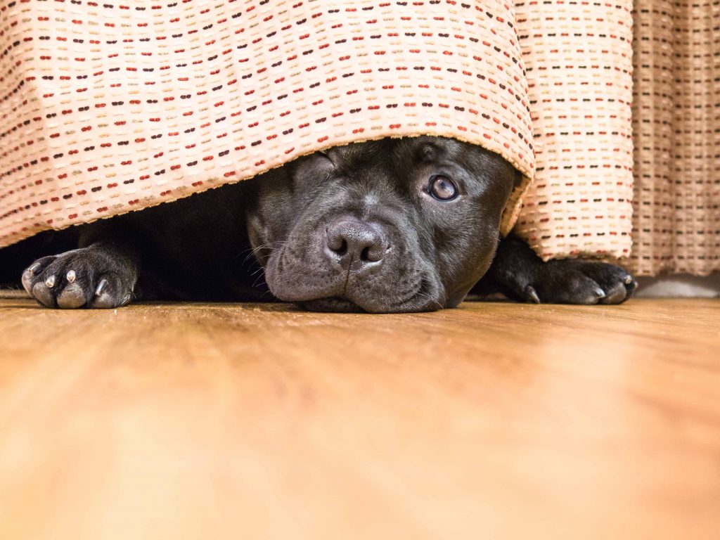 6 Reasons Why My Dog Hide Under The Bed At Night