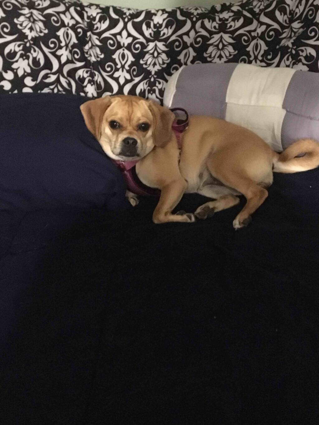 Why Does My Dog Hump My Boyfriend?