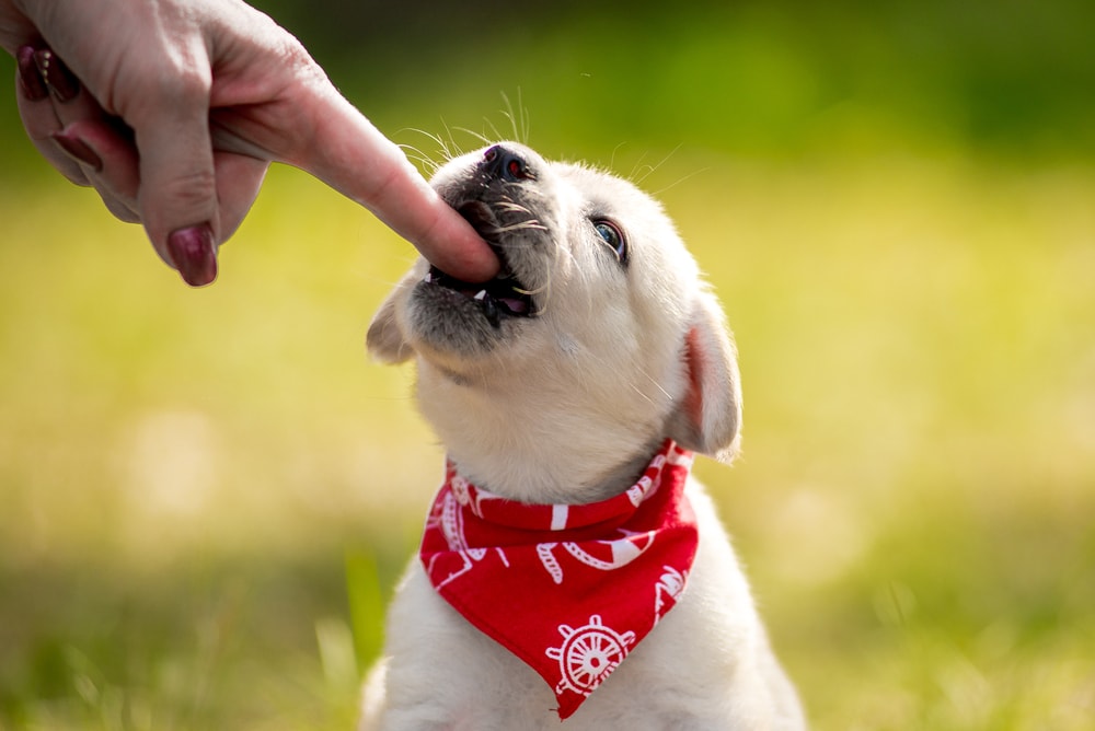 Why Does My Dog Nibble?