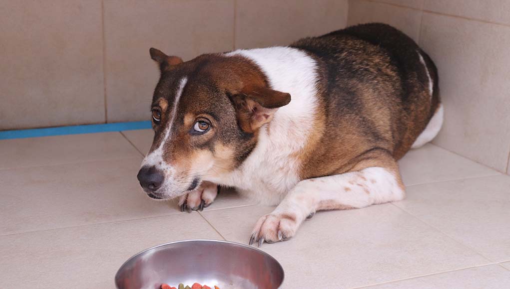 Why Does My Dog Reverse Into Me? ( 3 Reasons )