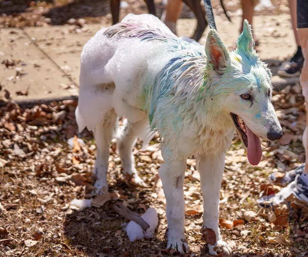2 Reasons Why My Dog Rub His Face On Soap