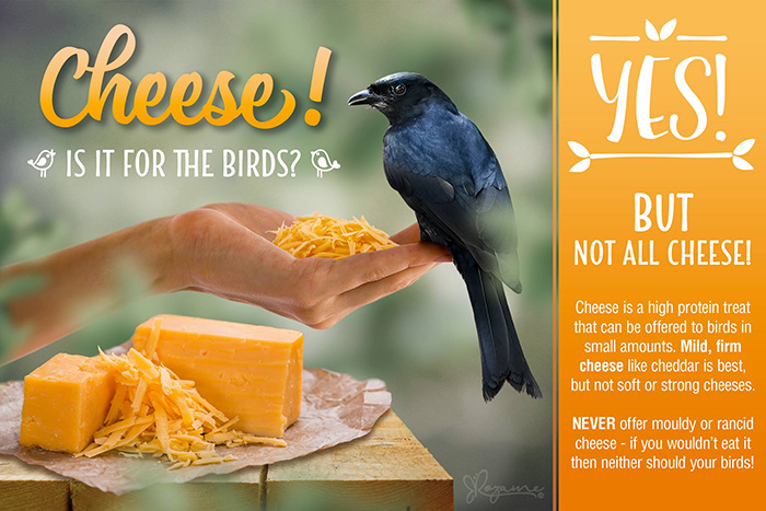 Can Birds Eat Cheese?