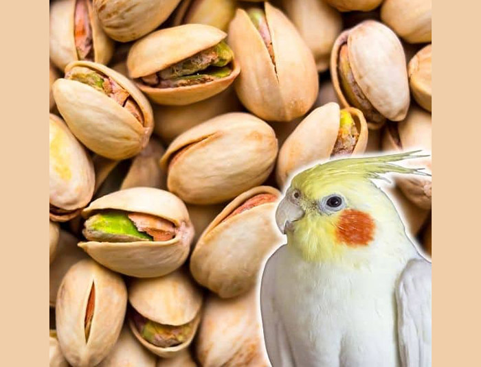Can Birds Eat Pistachios?