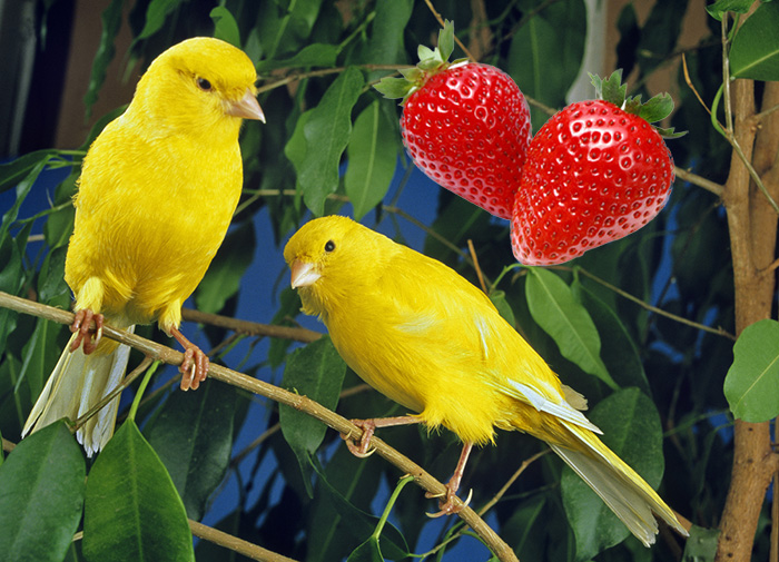 Can Canaries Eat Strawberries?