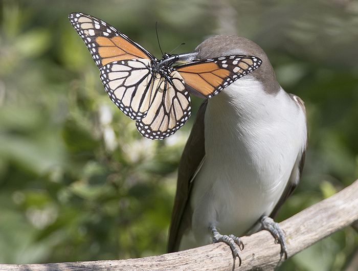 Do Birds Eat Butterflies?