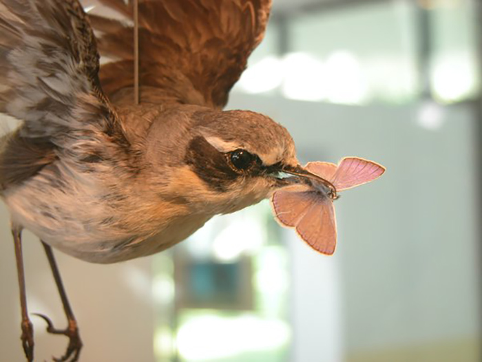 Do Birds Eat Butterflies?