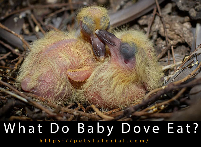 What Do Baby Dove Eat