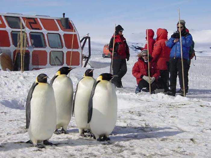 Are Penguins Friendly Of Humans?