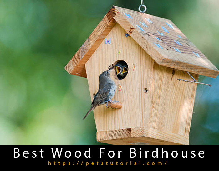 Best Wood For Birdhouse