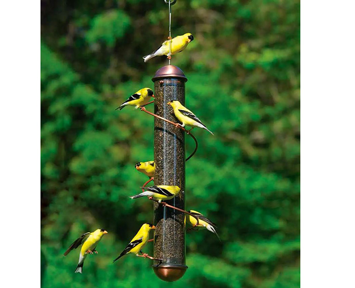 Bird Feeder Perch That You Need Know