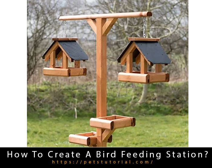 Bird Feeding Stations Pets Tutorial