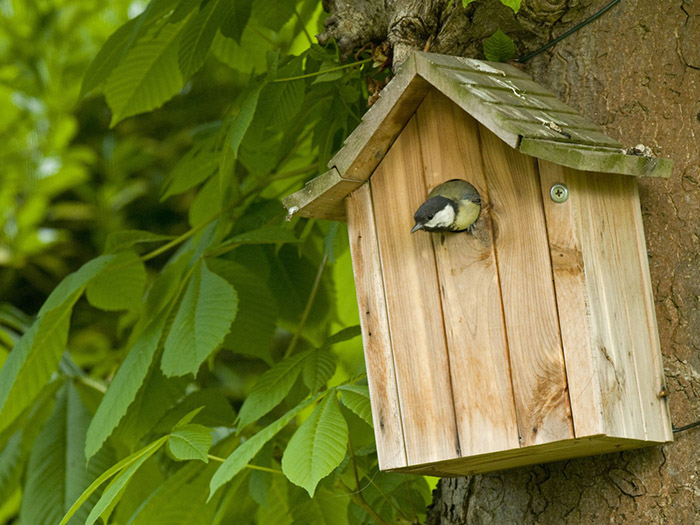 Birdhouse Perch Or No Perch