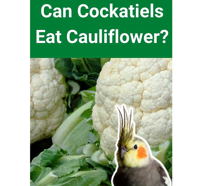 Can Birds Eat Cauliflower