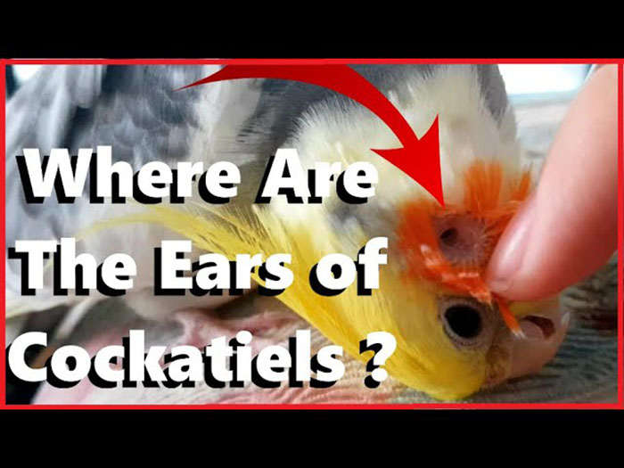 Can You See A Cockatiels Ear?